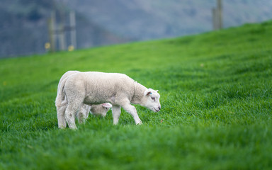 Obraz premium Sheep With Natural View Background