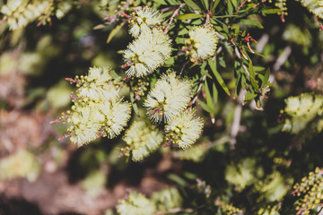 native Australian yellow callistemon bottle brush plant outdoor in a sunny backyard