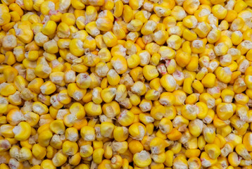 Granos de maíz amarillo natural organico 