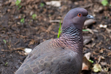 primer plano de  La paloma bravía (Columba livia) - Argentina 