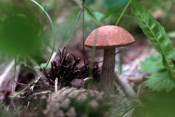a large healthy forest mushroom grows among grass and tree roots