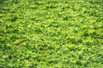 Water lettuce (Pistia stratiotes) floating in a pond. Abstract pattern wallpaper.