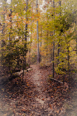 Obraz premium Virginia Fall Path