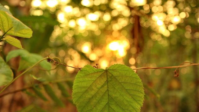 green leaves against a background of sunset light, photographed with selective focus, background blur and bokeh