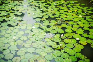lotus leaves floating on the pond