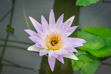 White lotus flowers in the pond