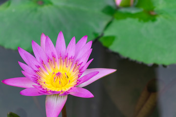 Pink lotus flower in the pond