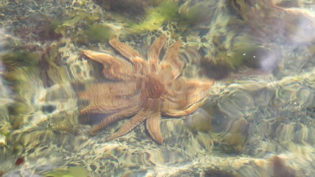 Eleven Armed Starfish Underneath The Water Near The Shore In Tasmania Australia