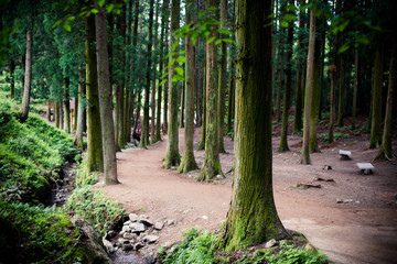 Fototapeta premium a trail in the forest