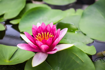 Pink lotus flower in the pond