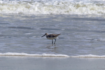 seagull on the beach