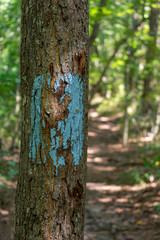 Pine Mountain Trail Blaze