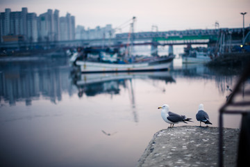 Obraz premium Fishings boats docked at Sorae Port, Incheon, South Korea