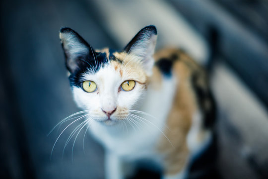 A portrait photo of a Calico cat in Thailand