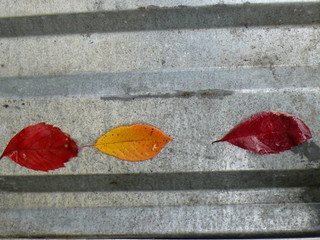 осенние листья на металле