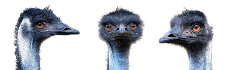 Zelfklevend Fotobehang Identiteitsportretten van verschillende partijen van Australische Emu-vogel (Dromaius novaehollandiae) geïsoleerd op een witte achtergrond. © milkovasa