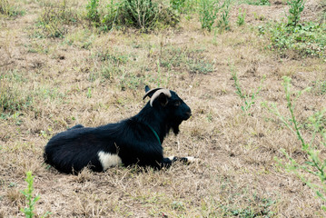 black goat in the field in Thailand