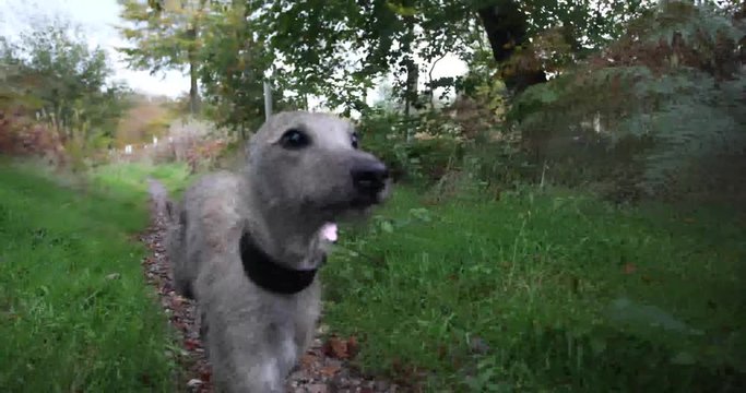Cute Lurcher following camera in slow motion