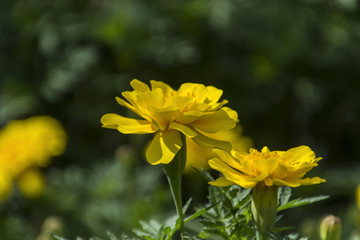 Marigolds blooming in the flowerbed of the park