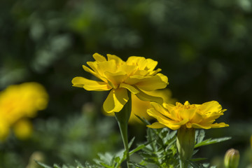 Marigolds blooming in the flowerbed of the park