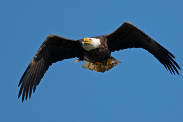 Bald Eagle in Flight with Fish