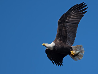 Bald Eagle in Flight with Fish