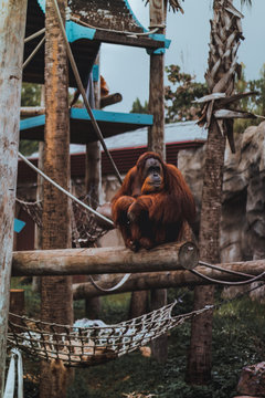 Orangutan en zoologico
