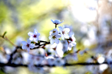 Cherry Blossom 벚꽃