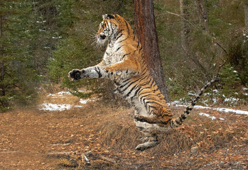 Naklejka na ściany i meble Siberian tiger leaping out of water