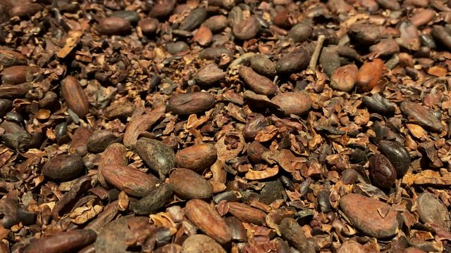 Cocoa beans close-up in a chocolate factory