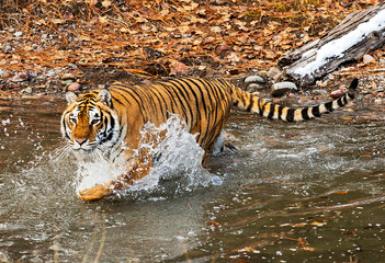 Fototapeta na wymiar Siberian tiger in Water