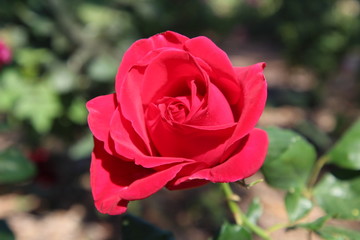 Red Rose in Full Bloom