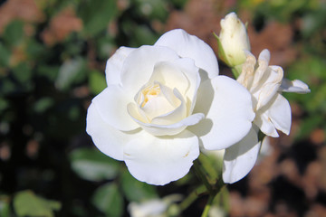 White Rose in Full Bloom