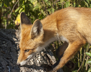 my friend the Fox