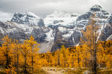 Autumn in Canadian Rockies with beautiful views of yellow larches