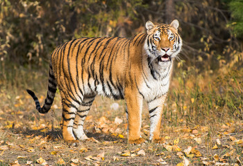 Siberian tiger