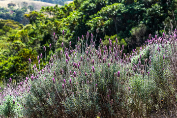 Fototapeta premium lavender field
