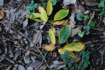 どんぐりと落ち葉