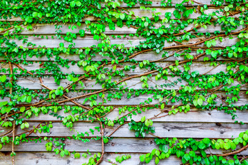 Abstract green leaves of vine on the wooden wall for background,Wood panel texture of wall room, Natural material design for interior and exterior, 