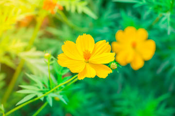 Beautiful cosmos flowers in sunset at summer time background.