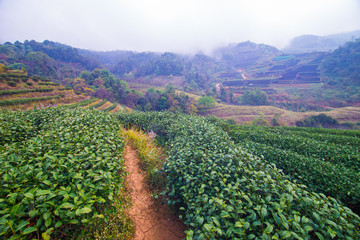 Fototapeta na wymiar Green tea plantation field on mountain hill