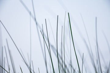 Abstract pattern of Leaves green round background, spherical leaf.