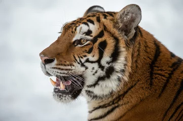 Zelfklevend Fotobehang Siberian tiger in Snow © Chris