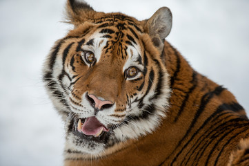 Siberian tiger in Snow