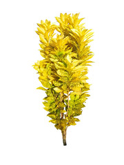 Yellow Croton isolated on white background. Variegated Laurel, Garden Croton.