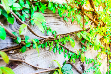 Abstract green leaves of vine on the wooden wall for background,Wood panel texture of wall room, Natural material design for interior and exterior, 