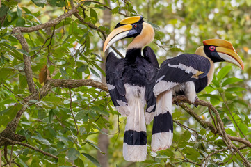Great hornbill male and female on branch in nature