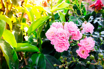 Pink rose blooming in garden at summer time.