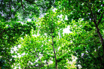 Fototapeta na wymiar Looking up through beautiful nature fresh green tree leaves forest background.