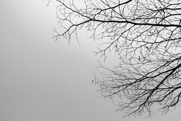 Monochrome ,Black and white picture of branch tree isolated  background.